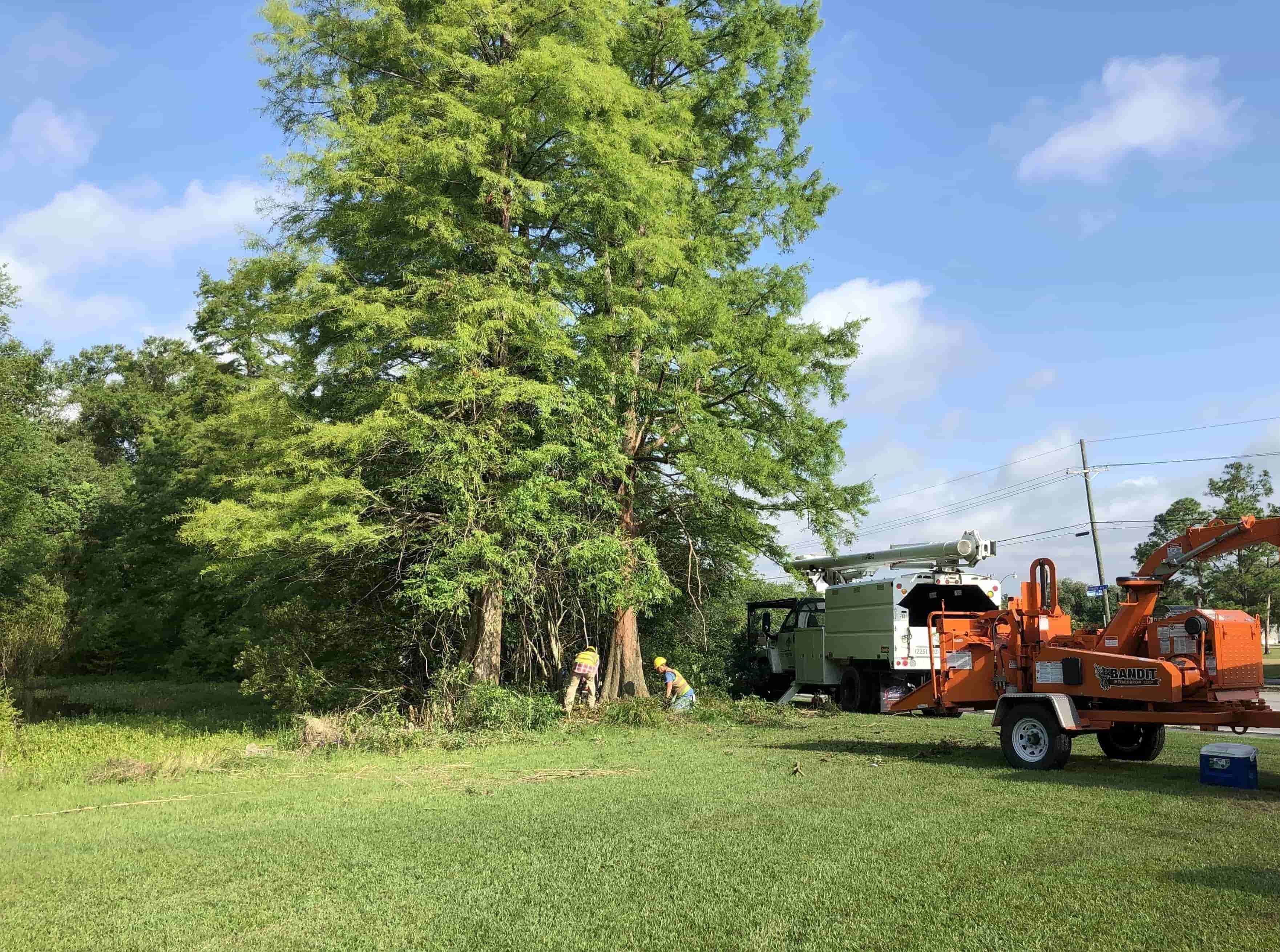 Diversified Tree Company